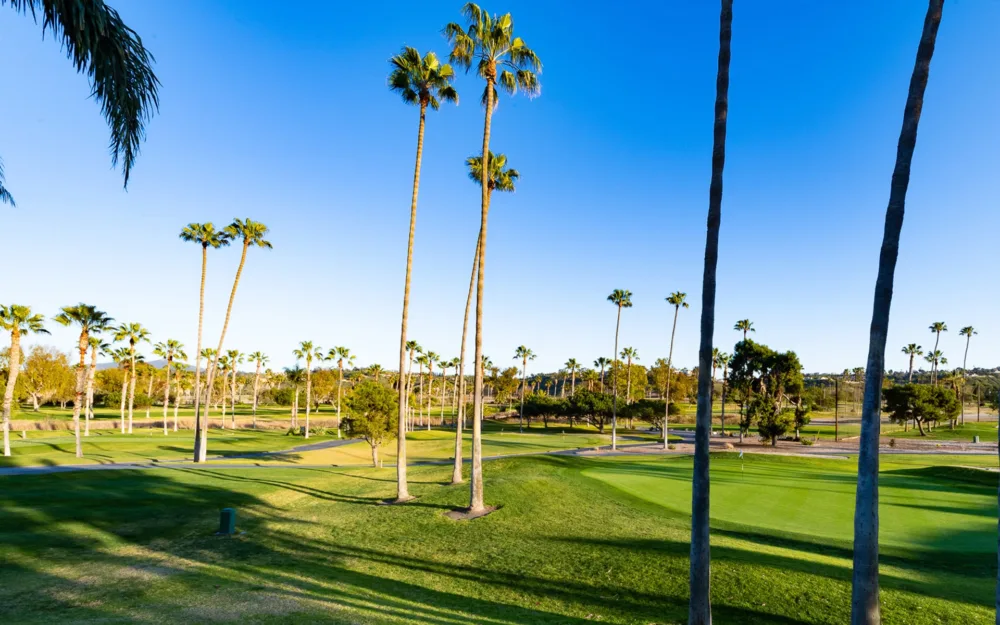 tall palm trees on golf course