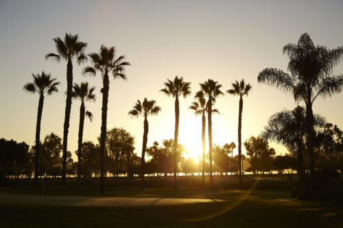 palm trees at sunset